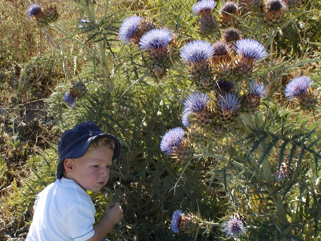 Thistles