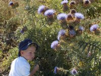 Thistles