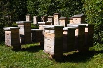 Winermere Beehives