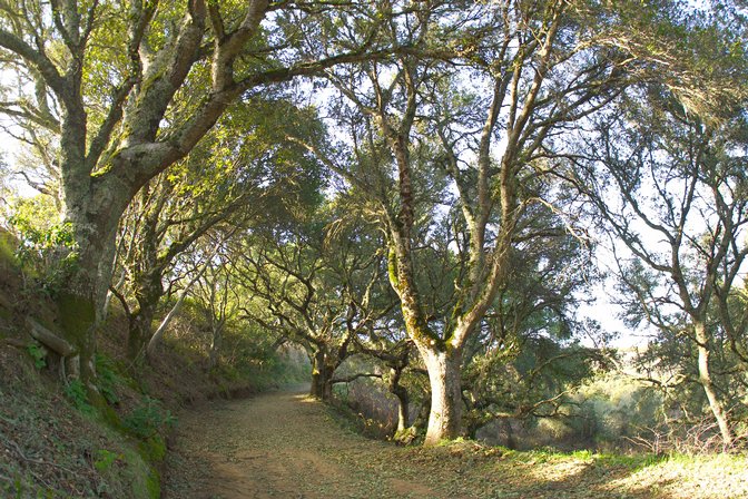 Twisty Oaks, II