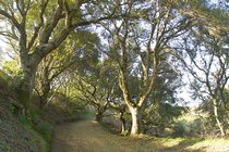 Twisty Oaks, II