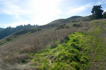 Windy Hill, I