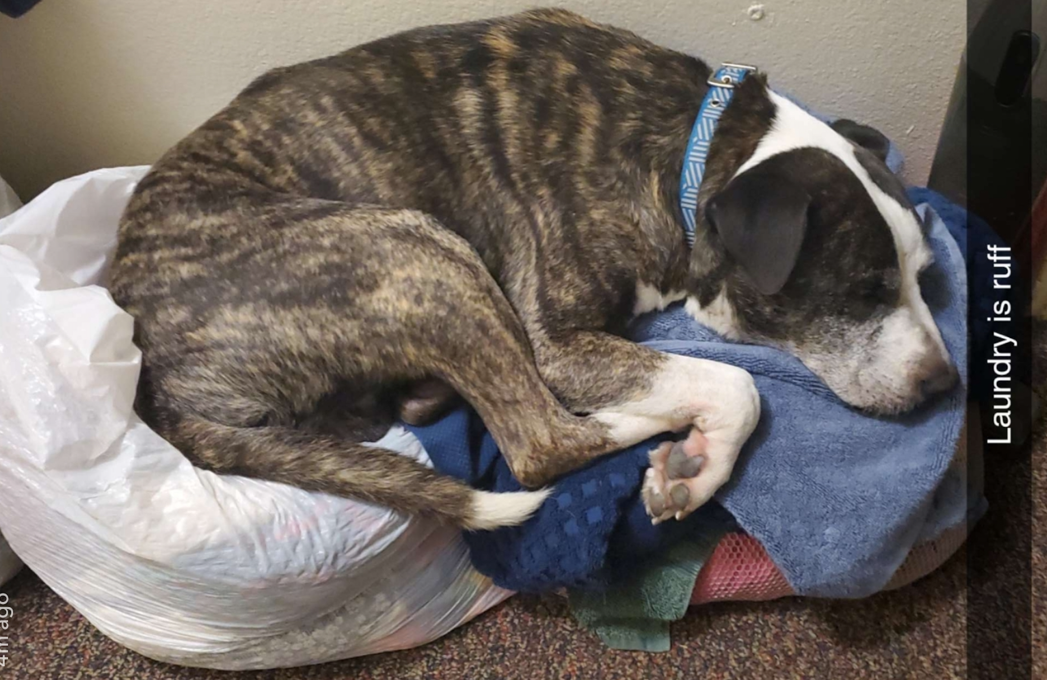 Kyle's dog is a 12 year old pitbull mix named Drake.  PC: Kyle Conniff